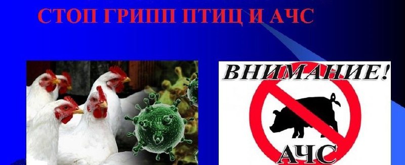 ПРОФИЛАКТИКА ГРИППА ПТИЦ И АФРИКАНСКОЙ ЧУМЫ СВИНЕЙ