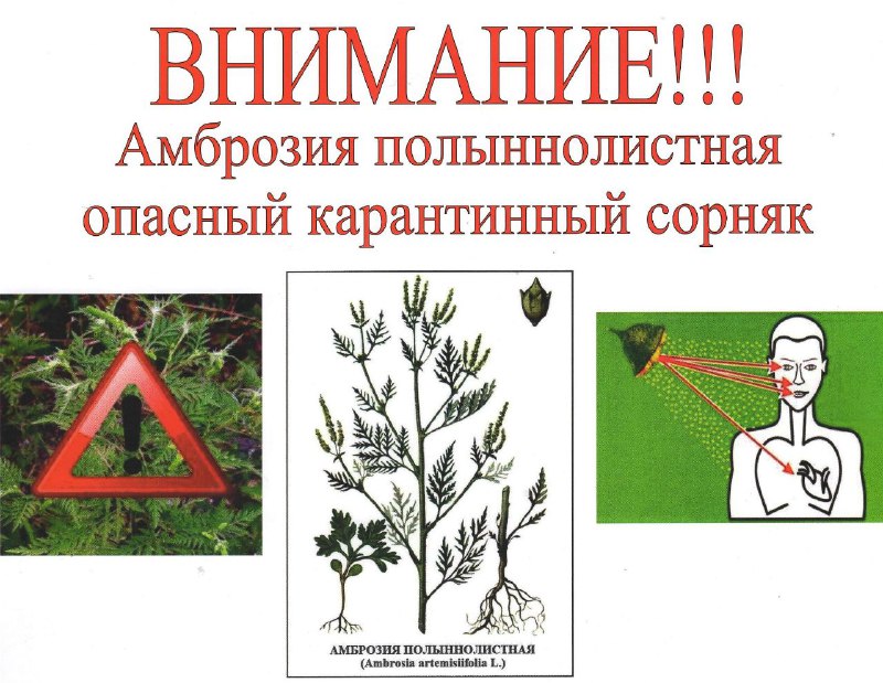 Амброзия полыннолистная