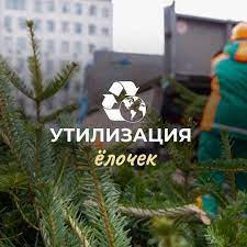 Акция по сбору и утилизации новогодних елок