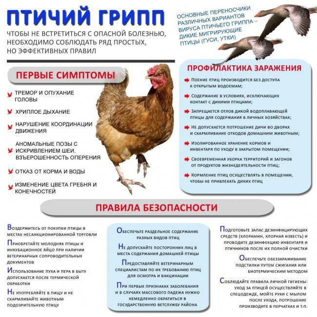 Осторожно: птичий грипп